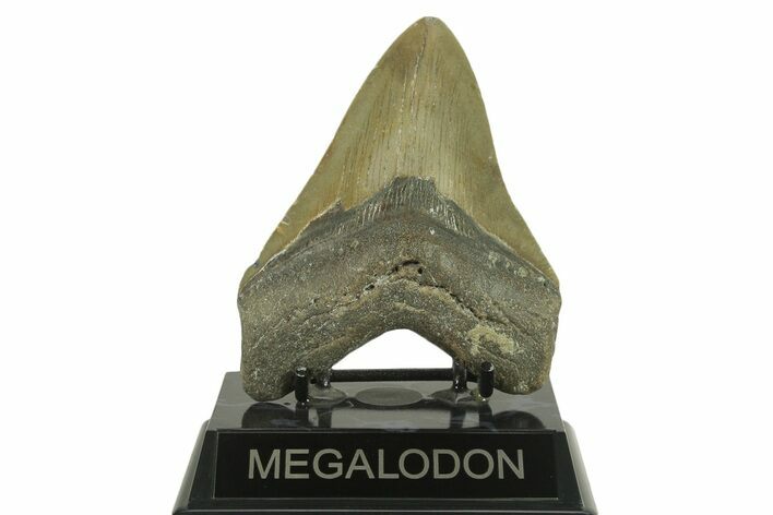 Serrated, Fossil Megalodon Tooth - North Carolina #382607